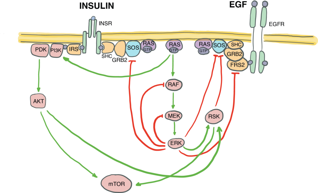Diagram of crosstalk between EGF and insulin signalling pathways