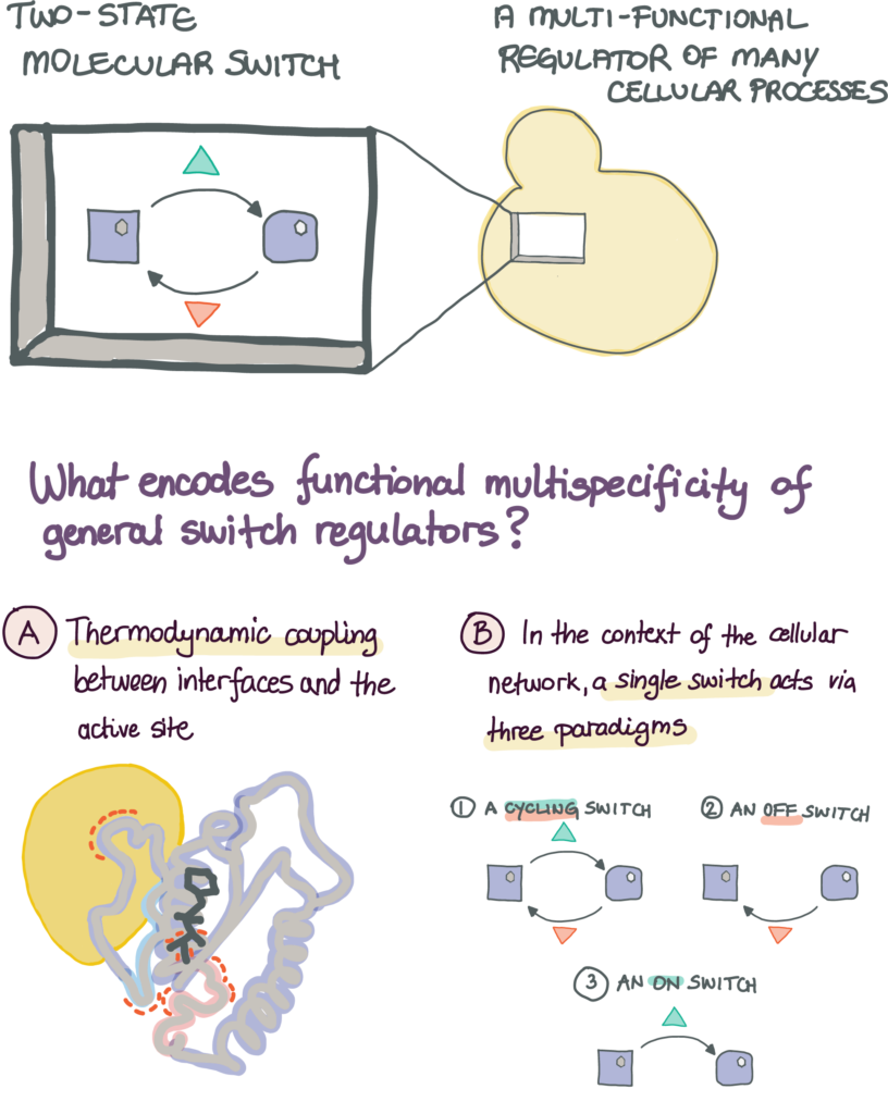 Sketch of the Gsp1 molecular switch and its interaction partners