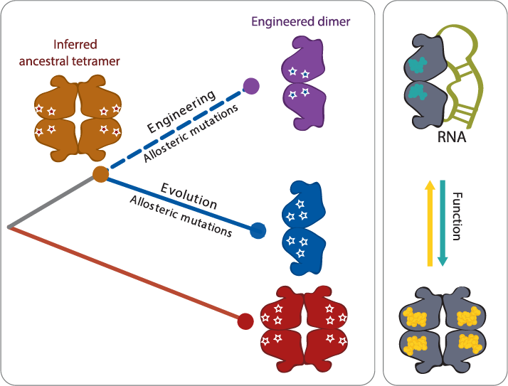 Summary figure of PyrR oligomeric state evolution